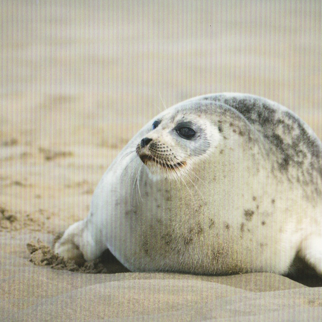 Ansichtkaart Zeehond